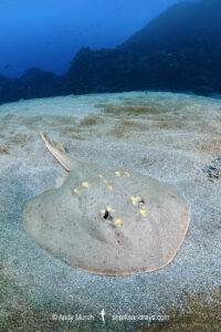 Yellowspotted Fanray, Platyrhina tangi. Tateyama, Chiba, Japan, North Pacific Ocean.