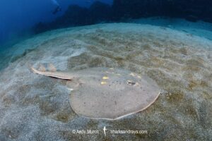 Yellowspotted Fanray, Platyrhina tangi. Tateyama, Chiba, Japan, North Pacific Ocean.