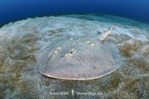 Yellowspotted Fanray, Platyrhina tangi. Tateyama, Chiba, Japan, North Pacific Ocean.