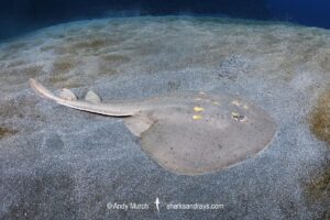Yellowspotted Fanray, Platyrhina tangi. Tateyama, Chiba, Japan, North Pacific Ocean.