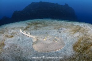 Yellowspotted Fanray, Platyrhina tangi. Tateyama, Chiba, Japan, North Pacific Ocean.
