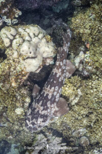 Western Wobbegong, Orectolobus hutchinsi. Coral Bay, Western Australia, Indian Ocean.