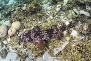 Western Wobbegong, Orectolobus hutchinsi. Coral Bay, Western Australia, Indian Ocean.