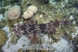 Western Wobbegong, Orectolobus hutchinsi. Coral Bay, Western Australia, Indian Ocean.