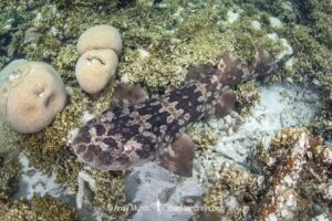 Western Wobbegong, Orectolobus hutchinsi. Coral Bay, Western Australia, Indian Ocean.