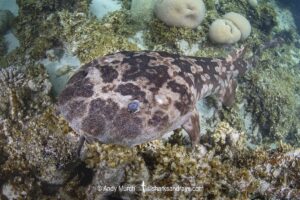 Western Wobbegong, Orectolobus hutchinsi. Coral Bay, Western Australia, Indian Ocean.