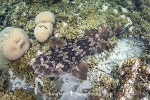 Western Wobbegong, Orectolobus hutchinsi. Coral Bay, Western Australia, Indian Ocean.
