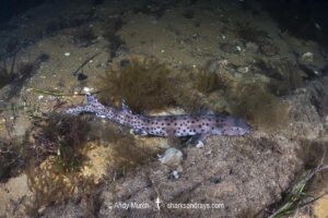 Australian Blackspotted Catshark, Aulohalaelurus labiosus. Busselton Jetty, Western Australia, Indian Ocean.