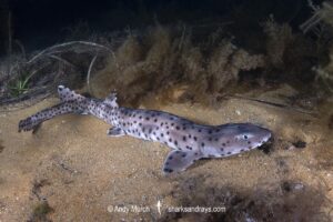Australian Blackspotted Catshark, Aulohalaelurus labiosus. Busselton Jetty, Western Australia, Indian Ocean.