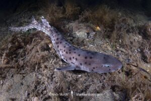 Australian Blackspotted Catshark, Aulohalaelurus labiosus. Busselton Jetty, Western Australia, Indian Ocean.