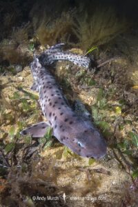 Australian Blackspotted Catshark, Aulohalaelurus labiosus. Busselton Jetty, Western Australia, Indian Ocean.