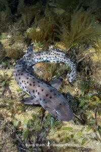 Australian Blackspotted Catshark, Aulohalaelurus labiosus. Busselton Jetty, Western Australia, Indian Ocean.