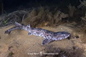 Australian Blackspotted Catshark, Aulohalaelurus labiosus. Busselton Jetty, Western Australia, Indian Ocean.