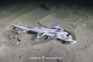 Australian ghost shark or plownose chimaera. Blackman's Bay, Derwent Estuary, Tasmania, Australia, Southern Ocean.