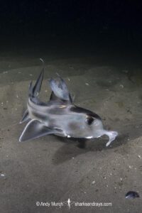 Australian ghost shark or plownose chimaera. Blackman's Bay, Derwent Estuary, Tasmania, Australia, Southern Ocean.