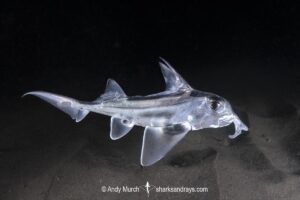 Australian ghost shark or plownose chimaera. Blackman's Bay, Derwent Estuary, Tasmania, Australia, Southern Ocean.