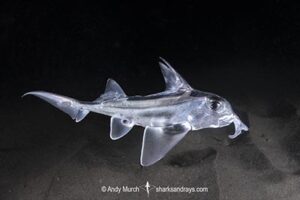 Australian Elephantfish, Callorhinchus milii. Aka Australian ghost shark or plownose chimaera. Blackman's Bay, Derwent Estuary, Tasmania, Australia, Southern Ocean.