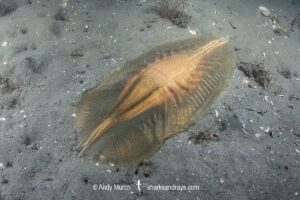 Egg case of an Australian Elephantfish, Callorhinchus milii. Aka Australian ghost shark or plownose chimaera. Eggcases are also known as mermaids purses. Wellington Harbour, New Zealand, South Pacific Ocean.