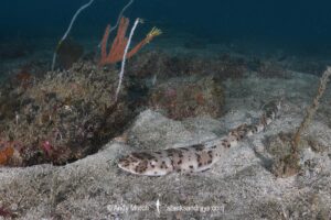 Blackspotted Catshark, Halaelurus buergeri. Aka Darkspotted Catshark. Displaying burying behavior unique to sharks in the genus halaelurus. Ushibuka, Kyushu Island, Japan.