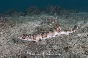 Blackspotted Catshark, Halaelurus buergeri. Aka Darkspotted Catshark. Ushibuka, Kyushu Island, Japan.