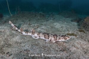 Blackspotted Catshark, Halaelurus buergeri. Aka Darkspotted Catshark. Ushibuka, Kyushu Island, Japan.