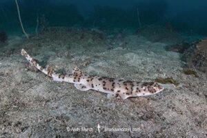 Blackspotted Catshark, Halaelurus buergeri. Aka Darkspotted Catshark. Ushibuka, Kyushu Island, Japan.