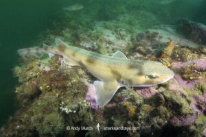 Draughtsboard Shark, Cephaloscyllium isabella. Aka New Zealand Carpetshark or New Zealand Swell Shark. Port Gore, Marlborough Sounds, South Island, New Zealand, South Pacific Ocean.
