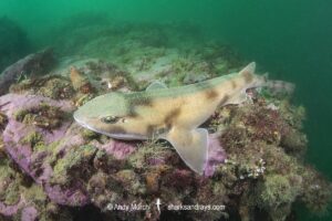Draughtsboard Shark, Cephaloscyllium isabella. Aka New Zealand Carpetshark or New Zealand Swell Shark. Port Gore, Marlborough Sounds, South Island, New Zealand, South Pacific Ocean.