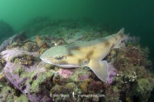 Draughtsboard Shark, Cephaloscyllium isabella. Aka New Zealand Carpetshark or New Zealand Swell Shark. Port Gore, Marlborough Sounds, South Island, New Zealand, South Pacific Ocean.