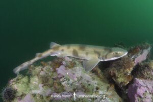 Draughtsboard Shark, Cephaloscyllium isabella. Aka New Zealand Carpetshark or New Zealand Swell Shark. Port Gore, Marlborough Sounds, South Island, New Zealand, South Pacific Ocean.