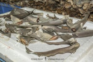 Dried shark fins for sale at Deira fish market in Duba, UAE.