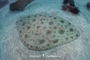Japanese Butterfly Ray, Gymnura japonica, gymnuridae, Tateyama, Chiba Prefecture, Japan, Northwest Pacific Ocean.