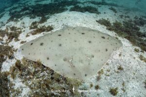 Japanese Butterfly Ray, Gymnura japonica, gymnuridae, Ainan, Shikoku Island, Japan, Northwest Pacific Ocean.