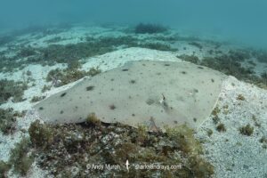 Japanese Butterfly Ray, Gymnura japonica, gymnuridae, Ainan, Shikoku Island, Japan, Northwest Pacific Ocean.