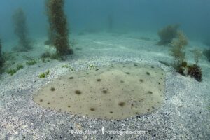 Japanese Butterfly Ray, Gymnura japonica, gymnuridae, Ainan, Shikoku Island, Japan, Northwest Pacific Ocean.