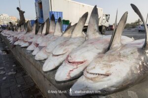 Dead Sharks for sale at Deira Fish Market in Dubai.