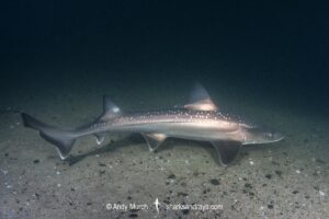 Spotted Estuary Smoothhound Shark, Mustelus lenticulatus. Aka Rig. Oriental Bay, Wellington Harbour, New Zealand, South Pacific Ocean.