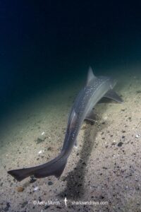 Spotted Estuary Smoothhound Shark, Mustelus lenticulatus. Aka Rig. Oriental Bay, Wellington Harbour, New Zealand, South Pacific Ocean.