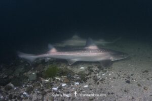 Spotted Estuary Smoothhound Shark, Mustelus lenticulatus. Aka Rig. Oriental Bay, Wellington Harbour, New Zealand, South Pacific Ocean.