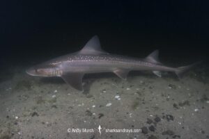 Spotted Estuary Smoothhound Shark, Mustelus lenticulatus. Aka Rig. Oriental Bay, Wellington Harbour, New Zealand, South Pacific Ocean.