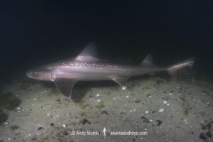 Spotted Estuary Smoothhound Shark, Mustelus lenticulatus. Aka Rig. Oriental Bay, Wellington Harbour, New Zealand, South Pacific Ocean.