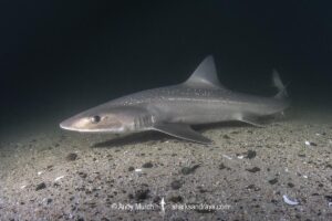 Spotted Estuary Smoothhound Shark, Mustelus lenticulatus. Aka Rig. Oriental Bay, Wellington Harbour, New Zealand, South Pacific Ocean.