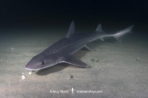 Spotted Estuary Smoothhound Shark, Mustelus lenticulatus. Aka Rig. Oriental Bay, Wellington Harbour, New Zealand, South Pacific Ocean.