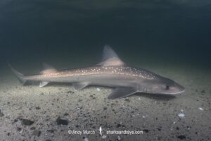 Spotted Estuary Smoothhound Shark, Mustelus lenticulatus. Aka Rig. Oriental Bay, Wellington Harbour, New Zealand, South Pacific Ocean.