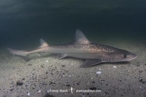 Spotted Estuary Smoothhound Shark, Mustelus lenticulatus. Aka Rig. Oriental Bay, Wellington Harbour, New Zealand, South Pacific Ocean.