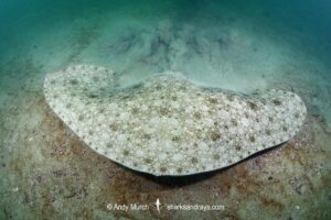 Western Atlantic Spiny Butterfly Ray - Gymnura sp.