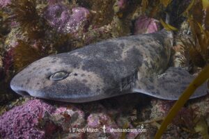 Australian Swellshark, Cephaloscyllium laticeps. Aka Draughtboard Shark. Spring Beach, Tasmania, Australia, Southern Ocean.