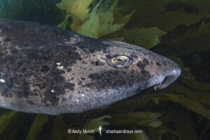 Australian Swellshark, Cephaloscyllium laticeps. Aka Draughtboard Shark. Spring Beach, Tasmania, Australia, Southern Ocean.