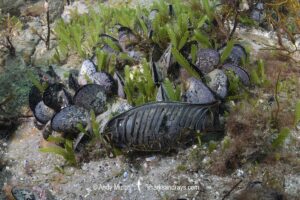Australian Swellshark Egg Case or Mermaid's Purse, Cephaloscyllium laticeps. Aka Draughtboard Shark. Spring Beach, Tasmania, Australia, Southern Ocean.