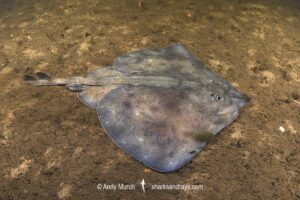 Australian Thornback Skate, Dentiraja lemprieri. Macquarie Harbour, Tasmania, Australia, southwest Pacific Ocean.